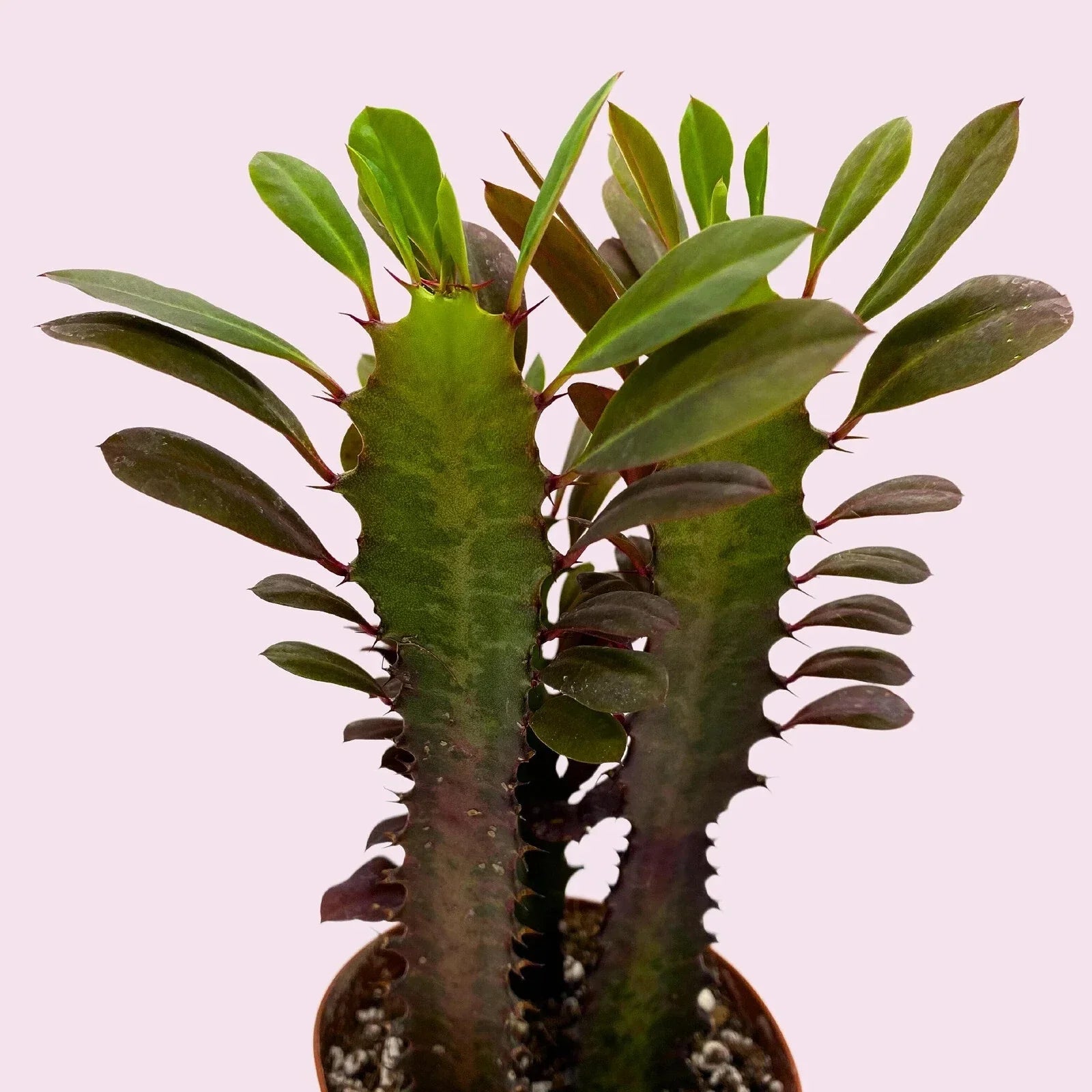 African Milk Tree Cuttings - Euphorbia trigona Succulent Propagation - Indoor/Outdoor Greenery Plant