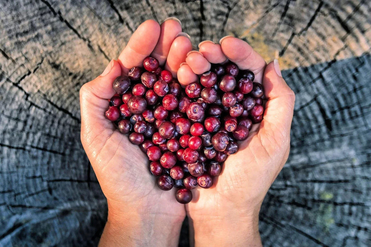 Huckleberry Seeds for Planting, Non-GMO Fruit Seeds, Vaccinium spp., Bushy Shrub, Organic Gardening, 30 Seeds