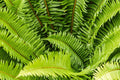 Western Sword Fern Seeds 2000 Pack, Polystichum munitum, Hardy to -4°F, Garden & Landscaping Fern Seeds