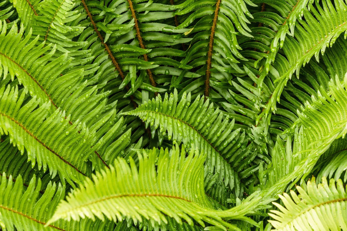 Western Sword Fern Seeds 2000 Pack, Polystichum munitum, Hardy to -4°F, Garden & Landscaping Fern Seeds