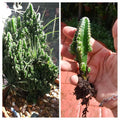 Fairy Castle Cactus Seedling - Tetragonus Soft Spines Indoor Succulent