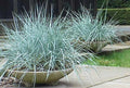 Blue Dune Lyme Grass Plants - 2 Established Elymus Arenarius Ornamental Grasses with Blue Foliage