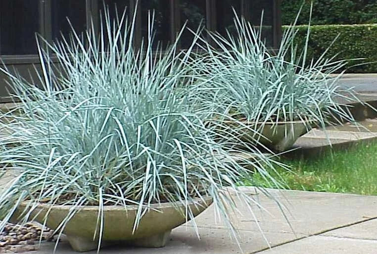 Blue Dune Lyme Grass Plants - 2 Established Elymus Arenarius Ornamental Grasses with Blue Foliage