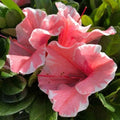 Encore Autumn Sunburst Azalea Starter Plant - Deciduous Rhododendron x 'Autumn Sunburst'
