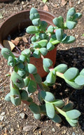 Ice Plant Succulent Live Rooted Plant 4-6 Inches Corpuscularia Lehmannii Green Foliage