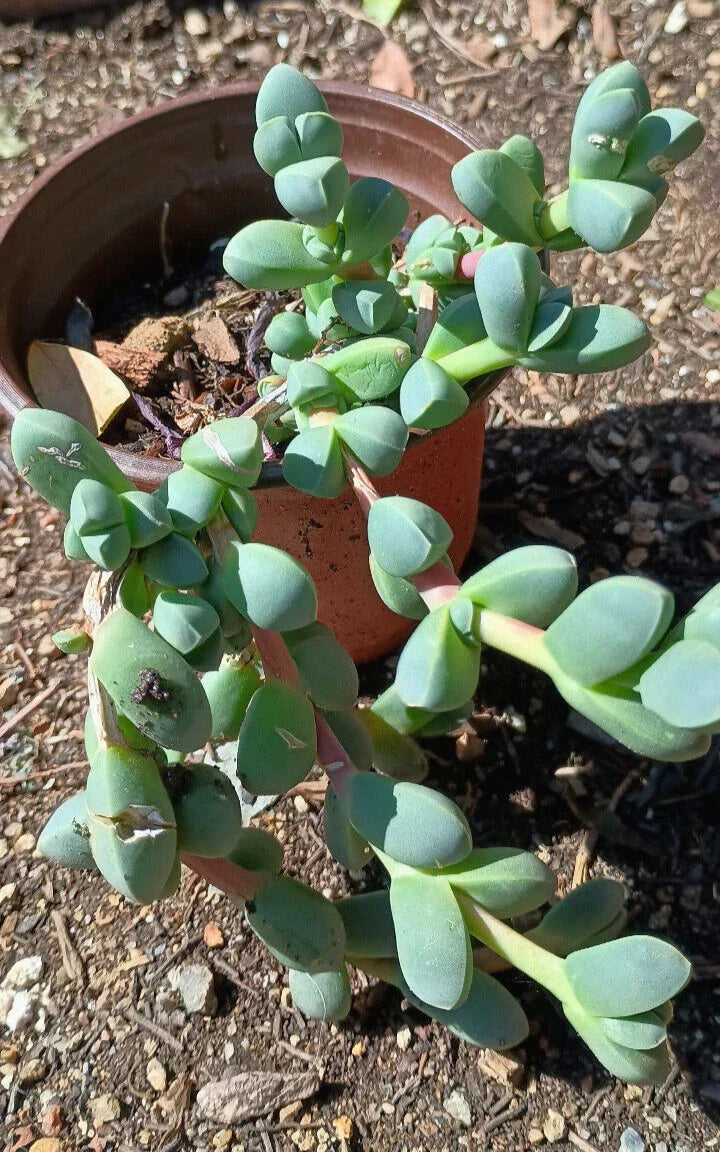 Ice Plant Succulent Live Rooted Plant 4-6 Inches Corpuscularia Lehmannii Green Foliage