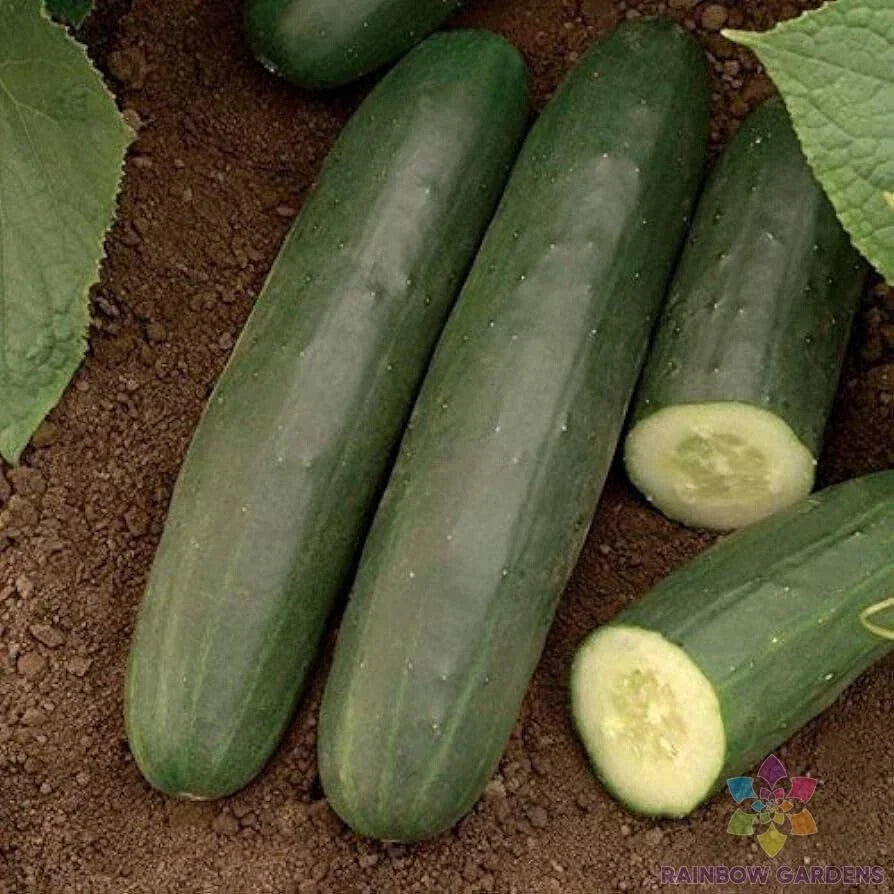 Exocet Cucumber Seeds - 25+ Pack, Cucumis sativus, Garden Planting, Non-GMO, USA Grown, Long Crisp Cucumbers, Free Shipping