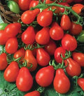 Red Pear Tomato Seeds - 100 Non-GMO Heirloom Indeterminate Variety for Containers - Solanum lycopersicum