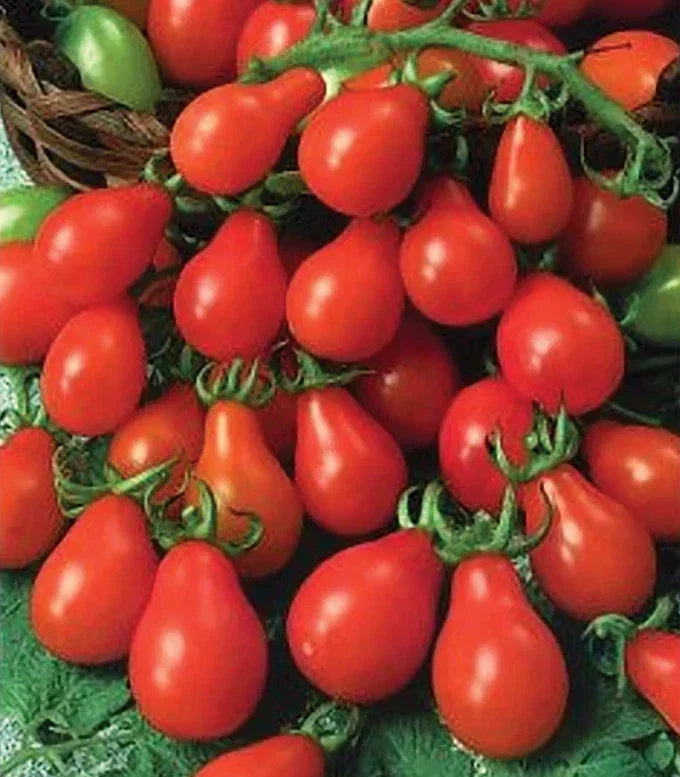 Red Pear Tomato Seeds - 100 Non-GMO Heirloom Indeterminate Variety for Containers - Solanum lycopersicum