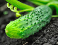 Premium National Pickling Cucumber Seeds - 20 Fresh Cucumis sativus for Home Gardening, Crunchy Pickles, Vining Plant