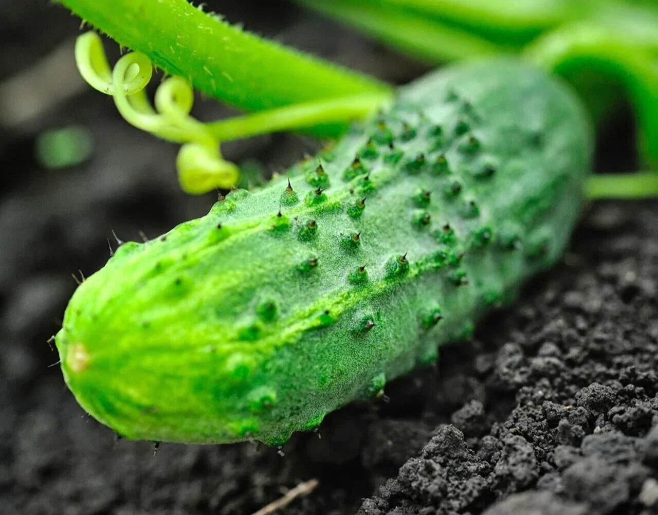 Premium National Pickling Cucumber Seeds - 20 Fresh Cucumis sativus for Home Gardening, Crunchy Pickles, Vining Plant