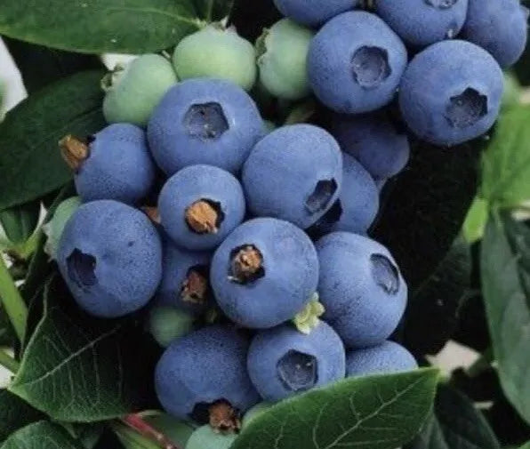 Highbush Blueberry Seeds 200+ Count | Vaccinium Corymbosum | Northern Blueberry for Garden, Orchard, or Landscaping