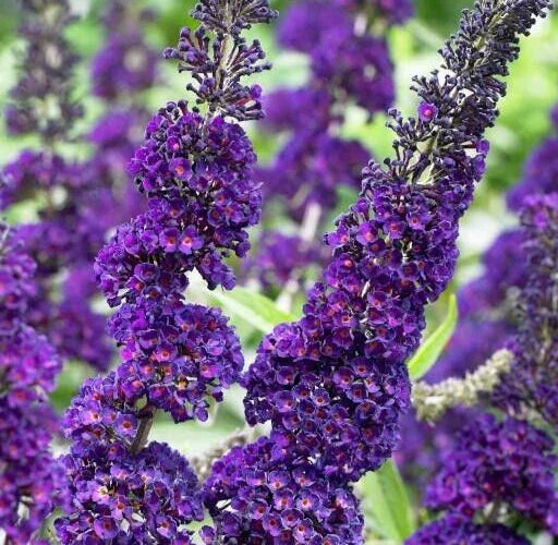 Buddleja Davidii Purple Butterfly Bush Unrooted Cuttings – Attracts Butterflies, Easy to Grow, Full Sun, Perennial Shrub