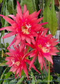 Epiphyllum Crystal Flash Orchid Cactus 4-Inch Pot, Well-Rooted Succulent, Indoor Houseplant, Easy Care, Unique Blooming Cactus