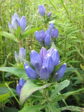 Bottle Gentian Flower Seeds - 100 Seeds - Gentiana andrewsii - Blue Perennial Wildflower Seeds for Garden Planting