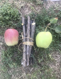 Organic Apple Tree Cuttings – 3 Fresh Malus domestica Propagation Clippings for Home Garden and Orchard