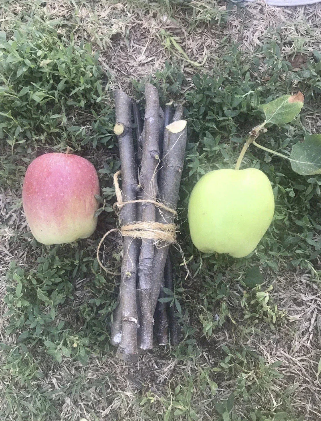 Organic Apple Tree Cuttings – 3 Fresh Malus domestica Propagation Clippings for Home Garden and Orchard
