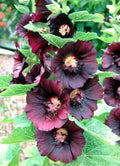 Hollyhock Seeds – 50 Non-GMO Alcea Rosea Deep Red-Black Flower Seeds for Borders, Cottage Gardens & Cut Flowers