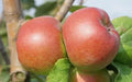 Reinette Rouge Etoilee Apple Seeds - 25+ Pack, Fruit Planting Seeds, Malus domestica, Red with Yellow Tones, Home Garden, Free Shipping