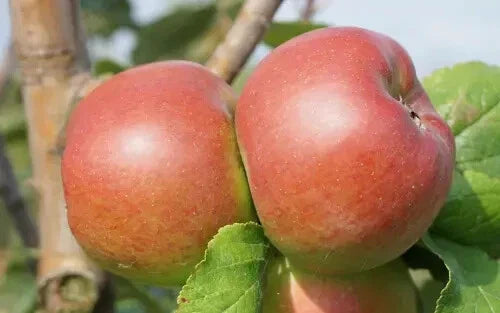 Reinette Rouge Etoilee Apple Seeds - 25+ Pack, Fruit Planting Seeds, Malus domestica, Red with Yellow Tones, Home Garden, Free Shipping