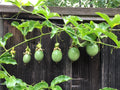 Purple Passion Fruit Cuttings - 10 Healthy Passiflora edulis Stems for Propagation