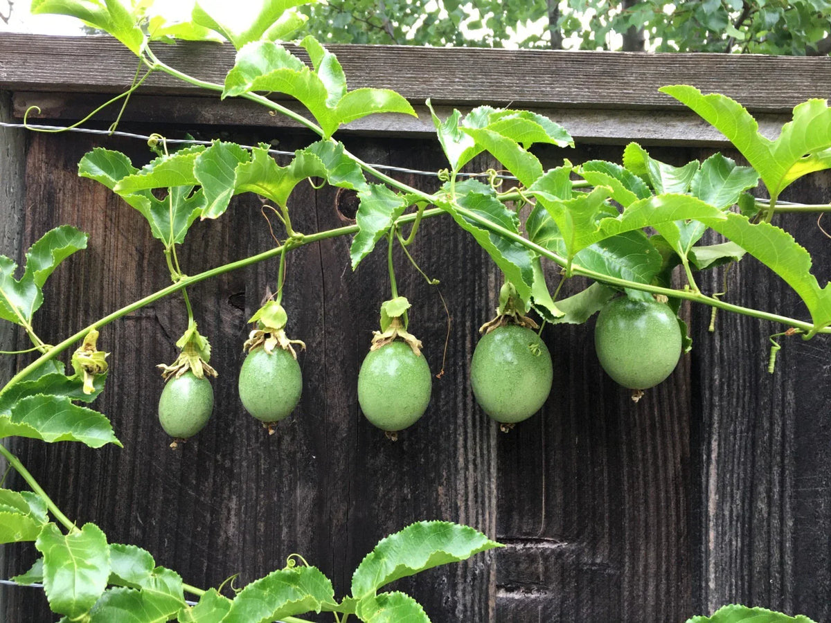 Purple Passion Fruit Cuttings - 10 Healthy Passiflora edulis Stems for Propagation