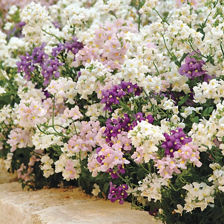 Nemesia Seeds - Organic Perennial Mix for Garden Borders & Containers - Nemesia strumosa - 200 Seeds