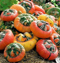 Turk's Turban Pumpkin Seeds | Ornamental Cucurbita maxima | Fall Decoration & Culinary Use | 20 Seeds Pack