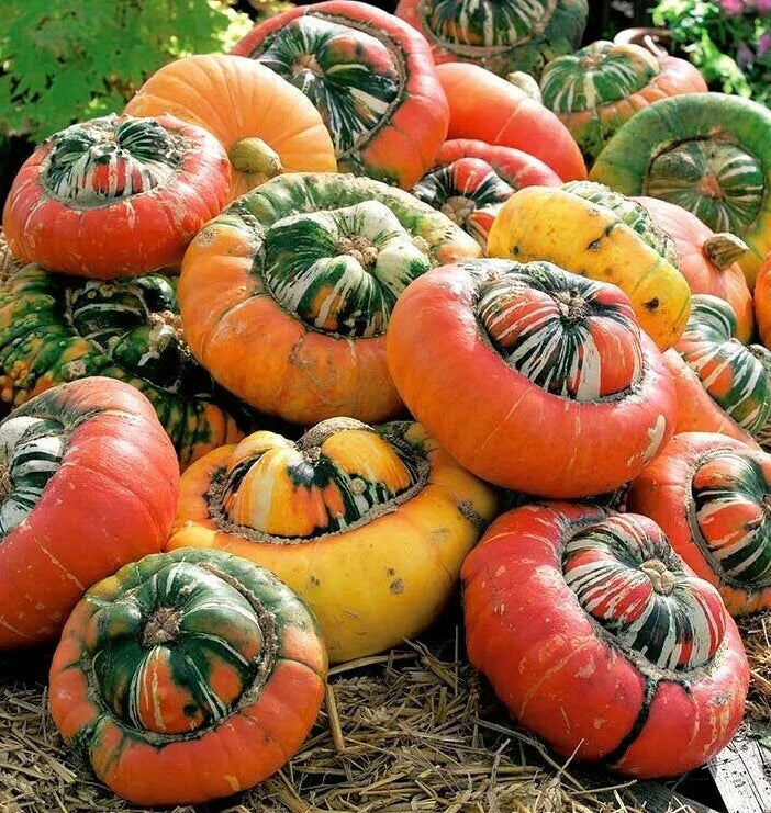 Turk's Turban Pumpkin Seeds | Ornamental Cucurbita maxima | Fall Decoration & Culinary Use | 20 Seeds Pack