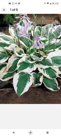 Hosta Patriot Root Plant for Shade Gardens, Variegated Green & White Foliage, Perennial, Ready to Plant