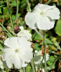 White Rose Campion Seeds 100 Pack, Fuzzy White Leaves, Lychnis coronaria, Silene, Perennial Flower Seeds