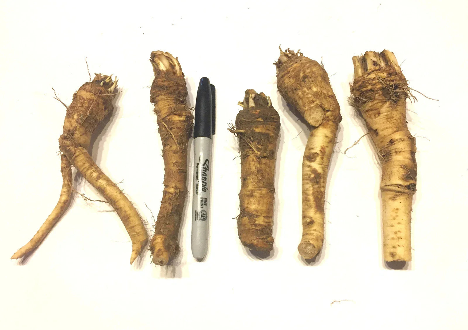 Horseradish Crowns - Easy to Grow, Vigorous Armoracia rusticana Perennial Root for Spicy Sauces