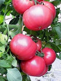 Tomato Slicer Seeds 500 Count - Giant Scarlet Beefsteak Variety - Juicy & Tasty - Solanum lycopersicum