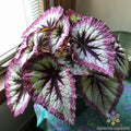 Two Tone Purple Rex Begonia Seeds - 25+ for Garden & Indoor Planting - Begonia rex Perennial Seeds
