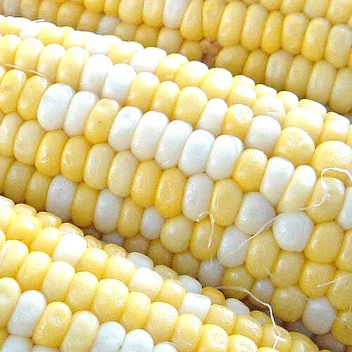 Peaches & Cream Corn Seeds | Bicolor Sweet F1 Hybrid | Non-GMO Zea mays | Pack of 50 Seeds | Full Sun, Easy to Grow