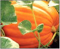 Big Max Pumpkin Seeds - Non-GMO Giant Jack-O-Lantern Cucurbita maxima for Planting, 25 Seeds