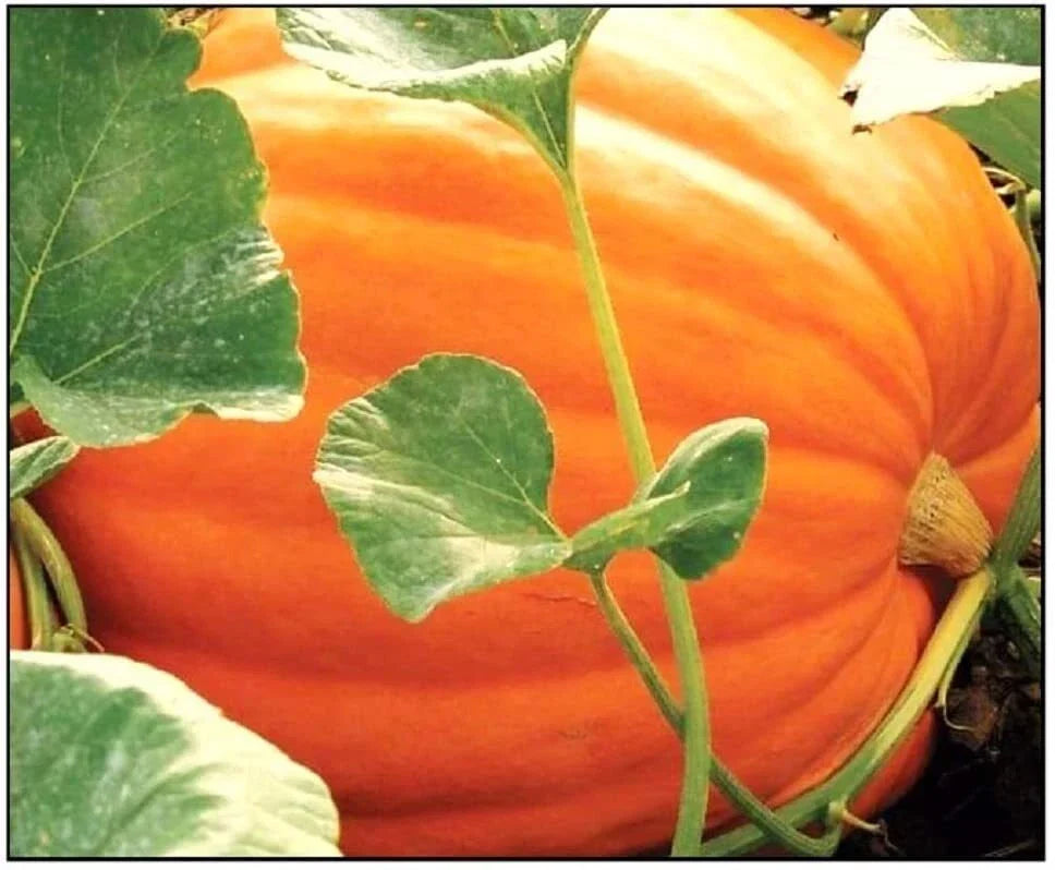 Big Max Pumpkin Seeds - Non-GMO Giant Jack-O-Lantern Cucurbita maxima for Planting, 25 Seeds