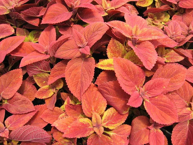 Coleus Seeds - Wizard Sunset Variety - 40 Fresh Foliage Seeds for Gardens & Containers - Vibrant Colorful Leaves - Non-GMO