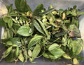 Hoya Plant Cuttings Lot of 6 Uncommon Varieties with 3+ Nodes | Healthy Starter Plants | Hoya spp.