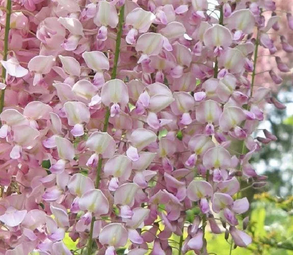 Light Pink Wisteria Seeds - Climbing Perennial Flower Seeds (Wisteria floribunda) - 5 Pack for Garden Trellises & Arbors