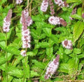 Spearmint Seeds - 150+ Organic Mentha spicata Herb Seeds for Culinary & Garden Use, Perennial, Non-GMO, Full Sun