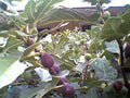 Fig Tree Cuttings 7 Pcs Marseilles Black Delicious Ficus carica Hardy Backyard Garden Plant