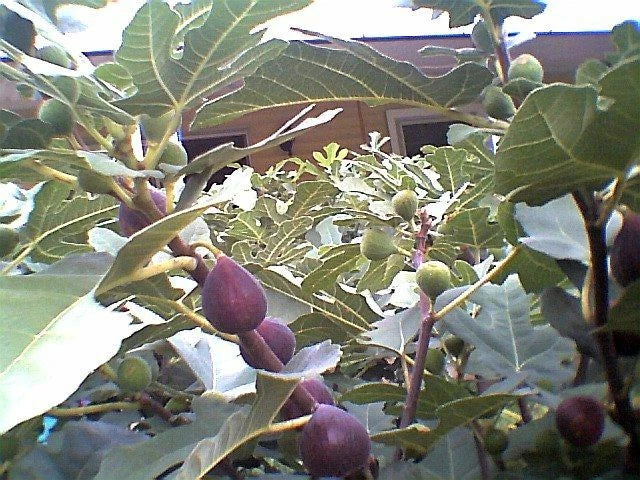 Fig Tree Cuttings 7 Pcs Marseilles Black Delicious Ficus carica Hardy Backyard Garden Plant