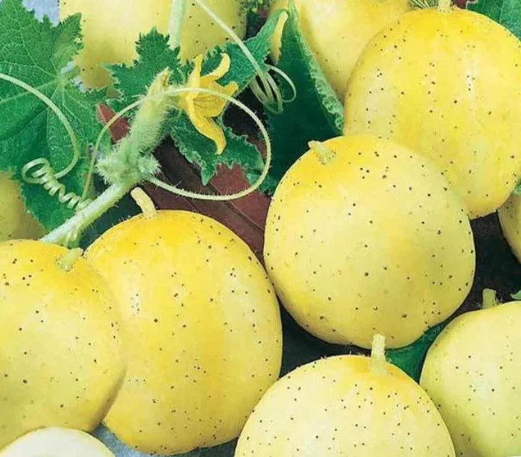 Cucumber Seeds 100 Count Lemon Sweet Yellow Non-GMO Cucumis sativus for Home Garden, Salad, Pickling