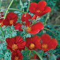 California Poppy Seeds - Red Chief Variety - Pollinator Friendly - Non-GMO - Eschscholzia californica - 1000 Seeds