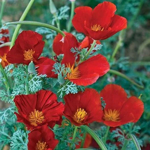 California Poppy Seeds - Red Chief Variety - Pollinator Friendly - Non-GMO - Eschscholzia californica - 1000 Seeds