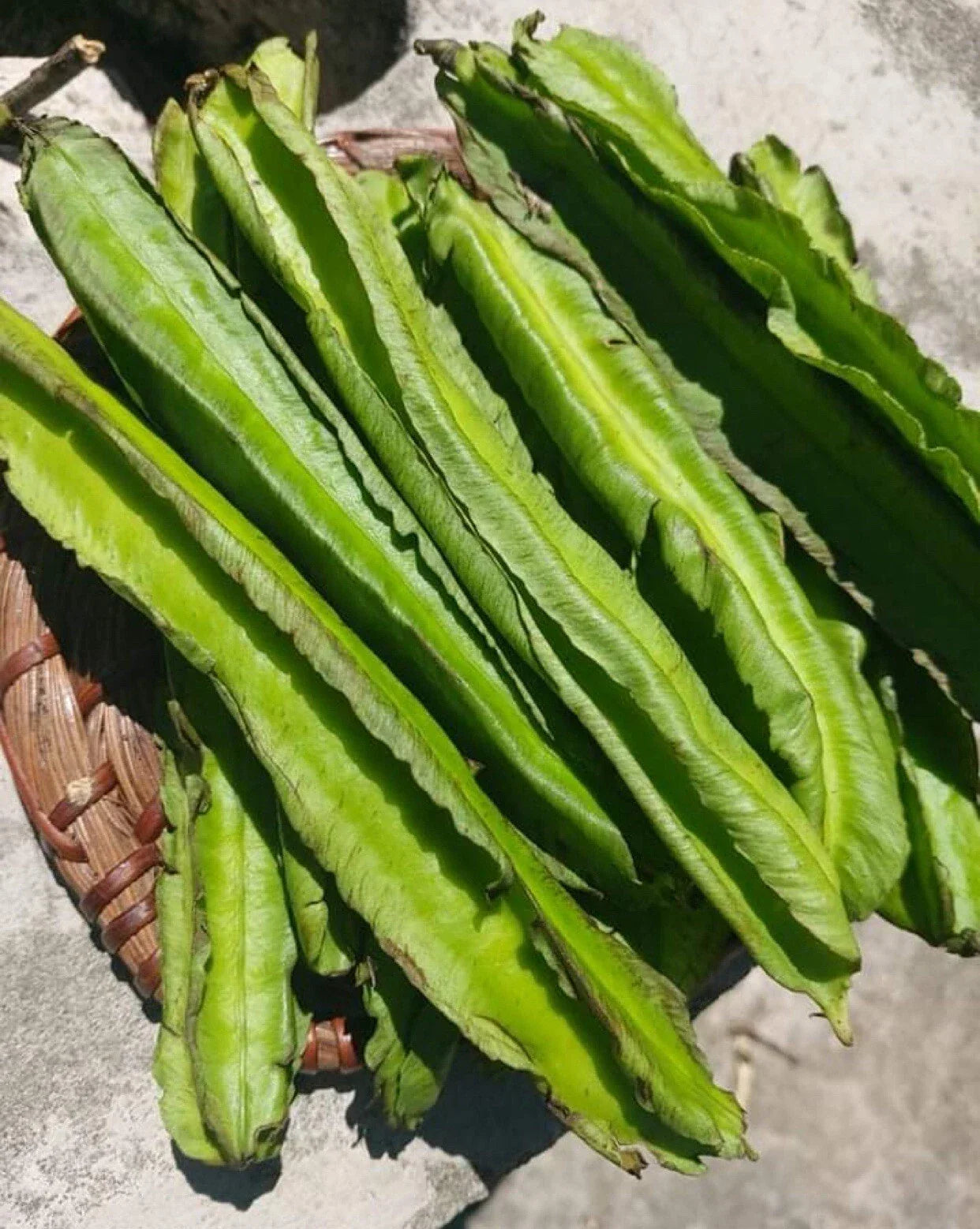Winged Bean Seeds 15+ Pack | Edible Pods & Leaves | Tropical Vegetable Seeds | Psophocarpus tetragonolobus | Free US Shipping