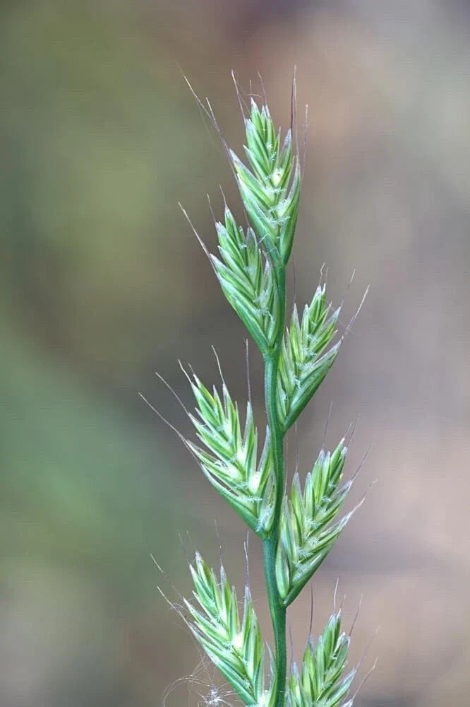 Italian Rye Grass Seeds - 1 lb, Fast-Growing Green Lawn, Lolium multiflorum, Seeds for Planting
