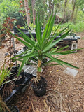 XL Yucca Elephantipes Plant in 10" Pot | Spineless Soft-tip Gigantea Indoor Tree | Low Maintenance Tropical Foliage