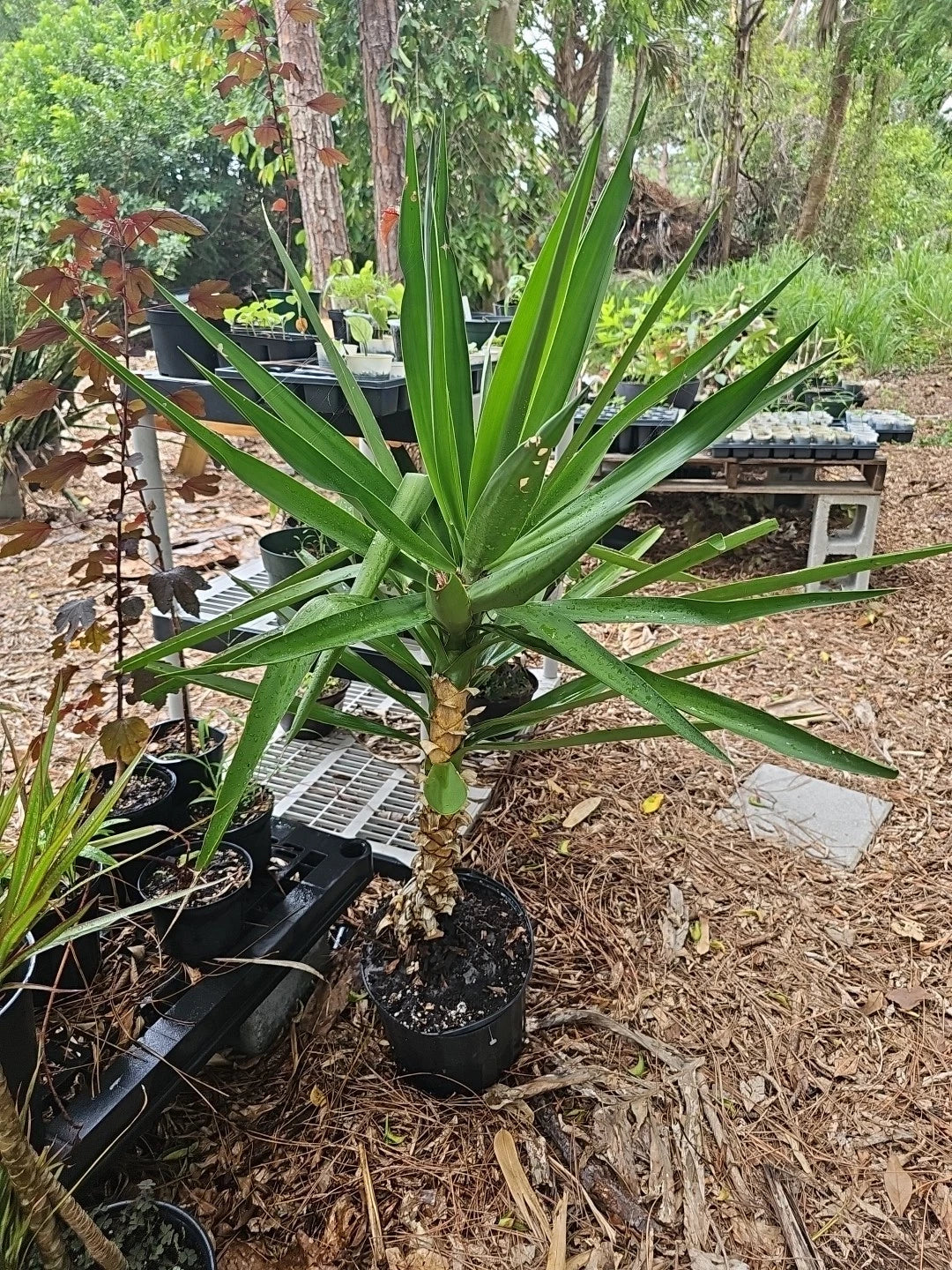 XL Yucca Elephantipes Plant in 10" Pot | Spineless Soft-tip Gigantea Indoor Tree | Low Maintenance Tropical Foliage
